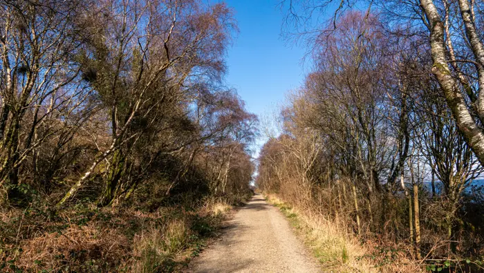 Forest road through some broadleaved trees.