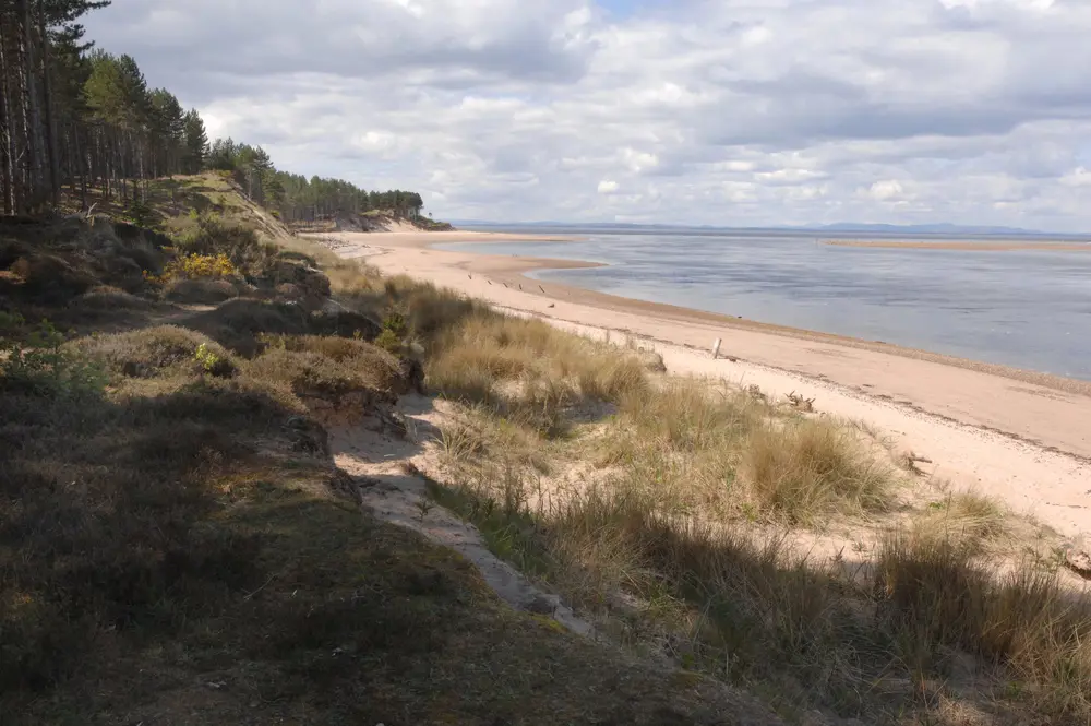 A white sand beach next to a forest