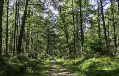 A path through a conifer wood