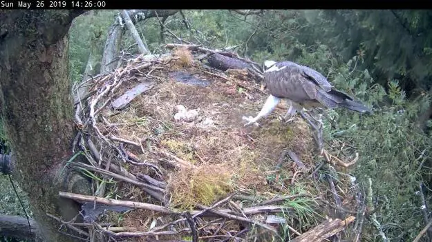 An osprey walking around its nest