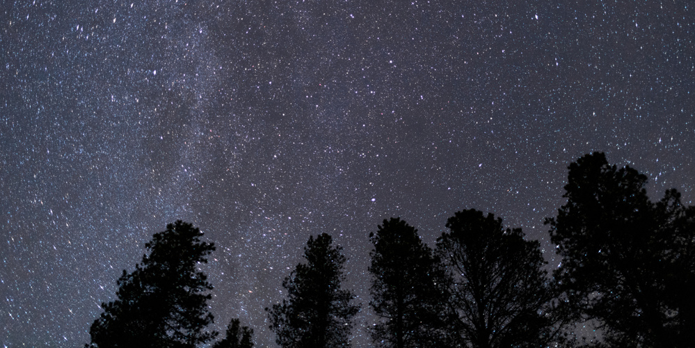 Trees in the foreground with a starry sky above.