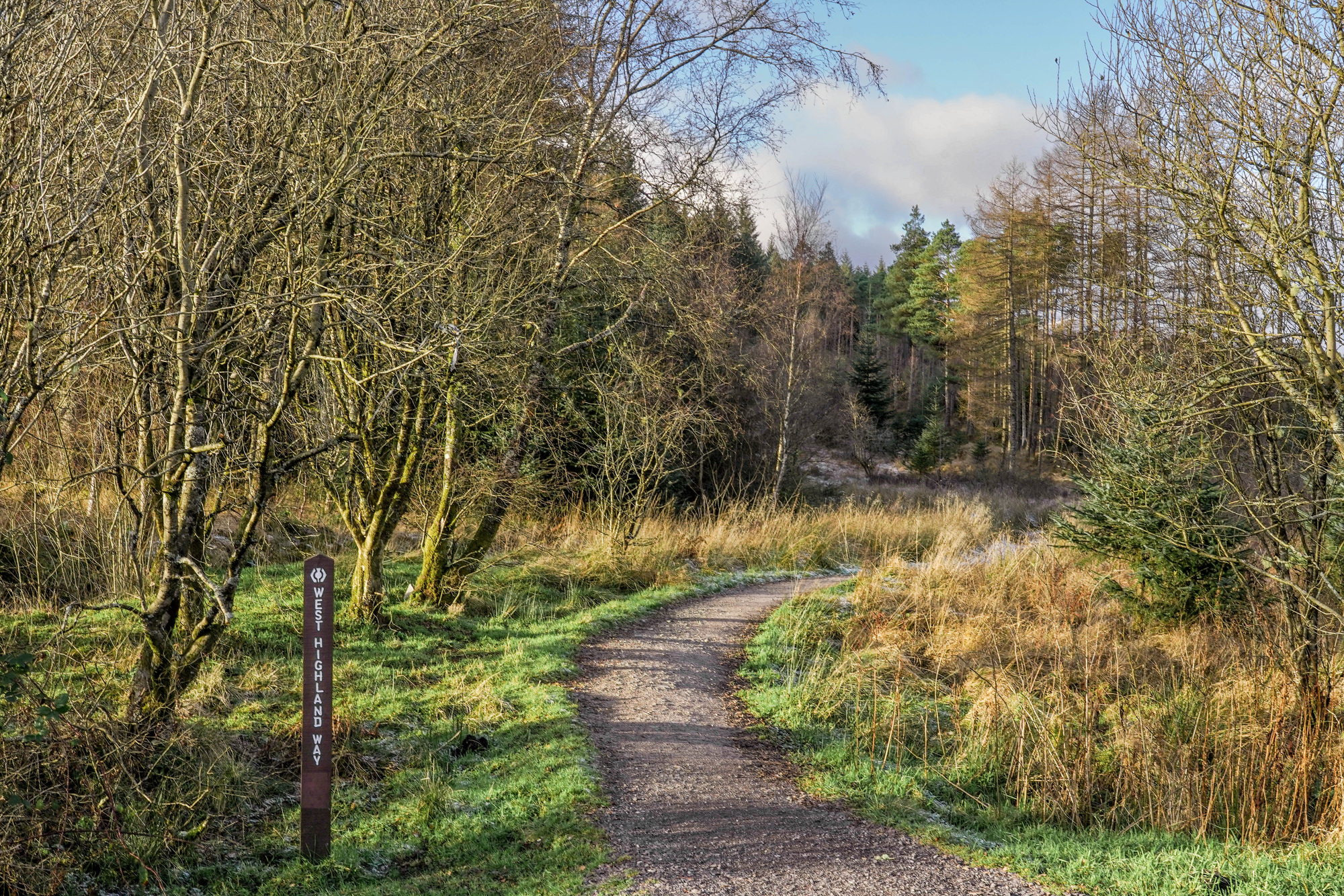 A path though a forest