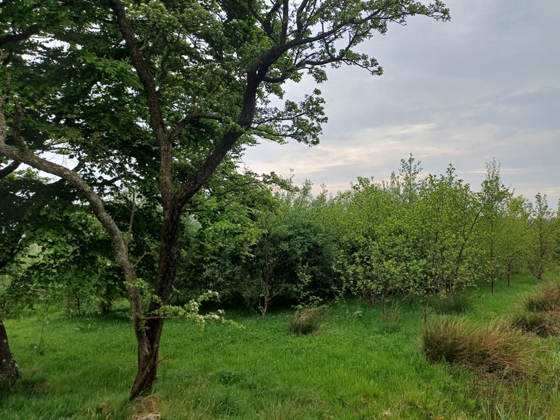 Broadleaf tree in the foreground with younger broadleaf trees in the background