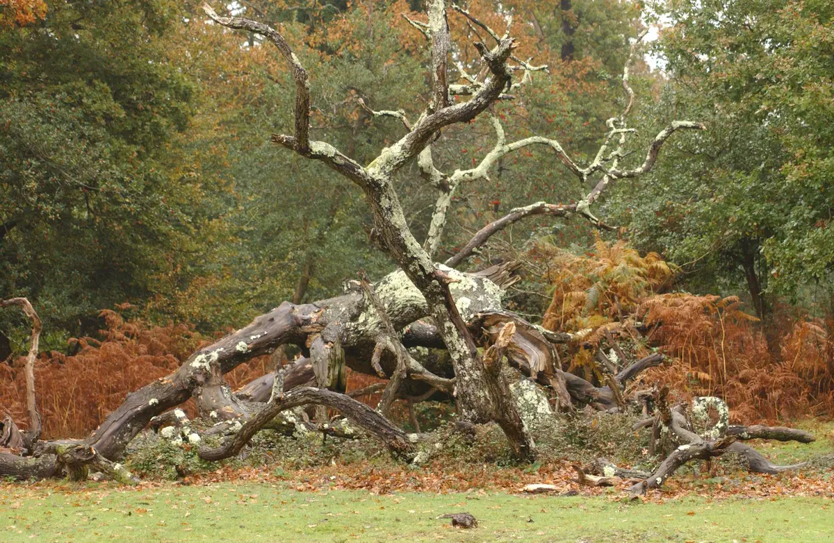 Fallen trees