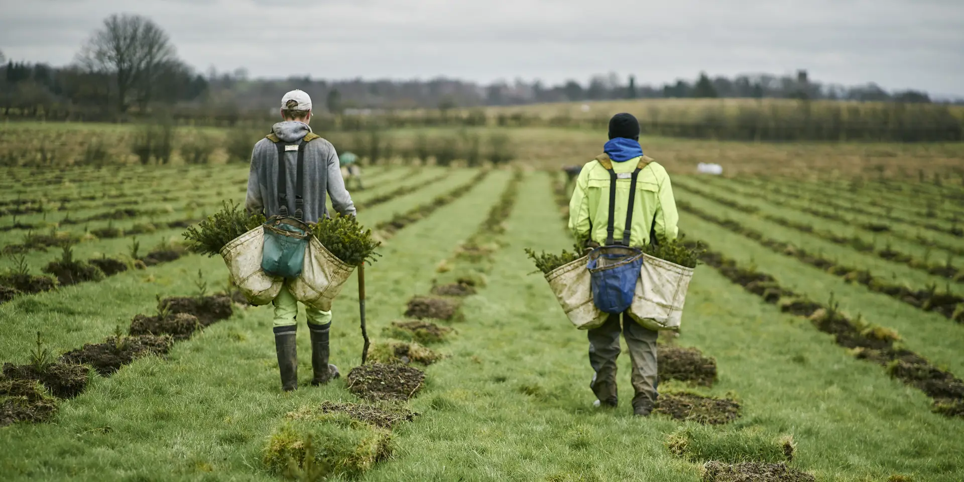 Two people with sacks of saplings planting trees in a grassy field