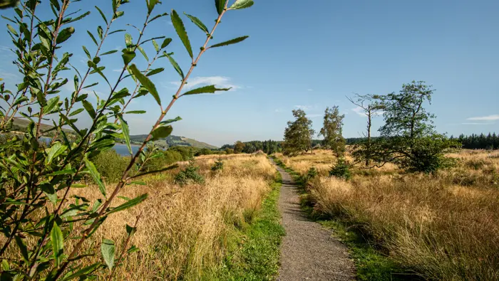  A small walking path through a meadow