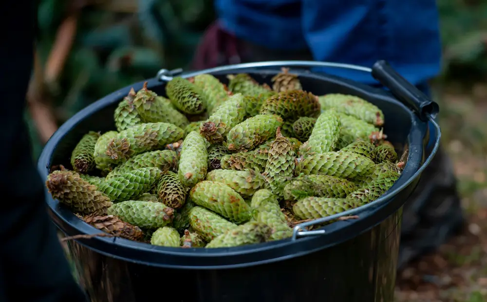 Green pine cones in a black bucket