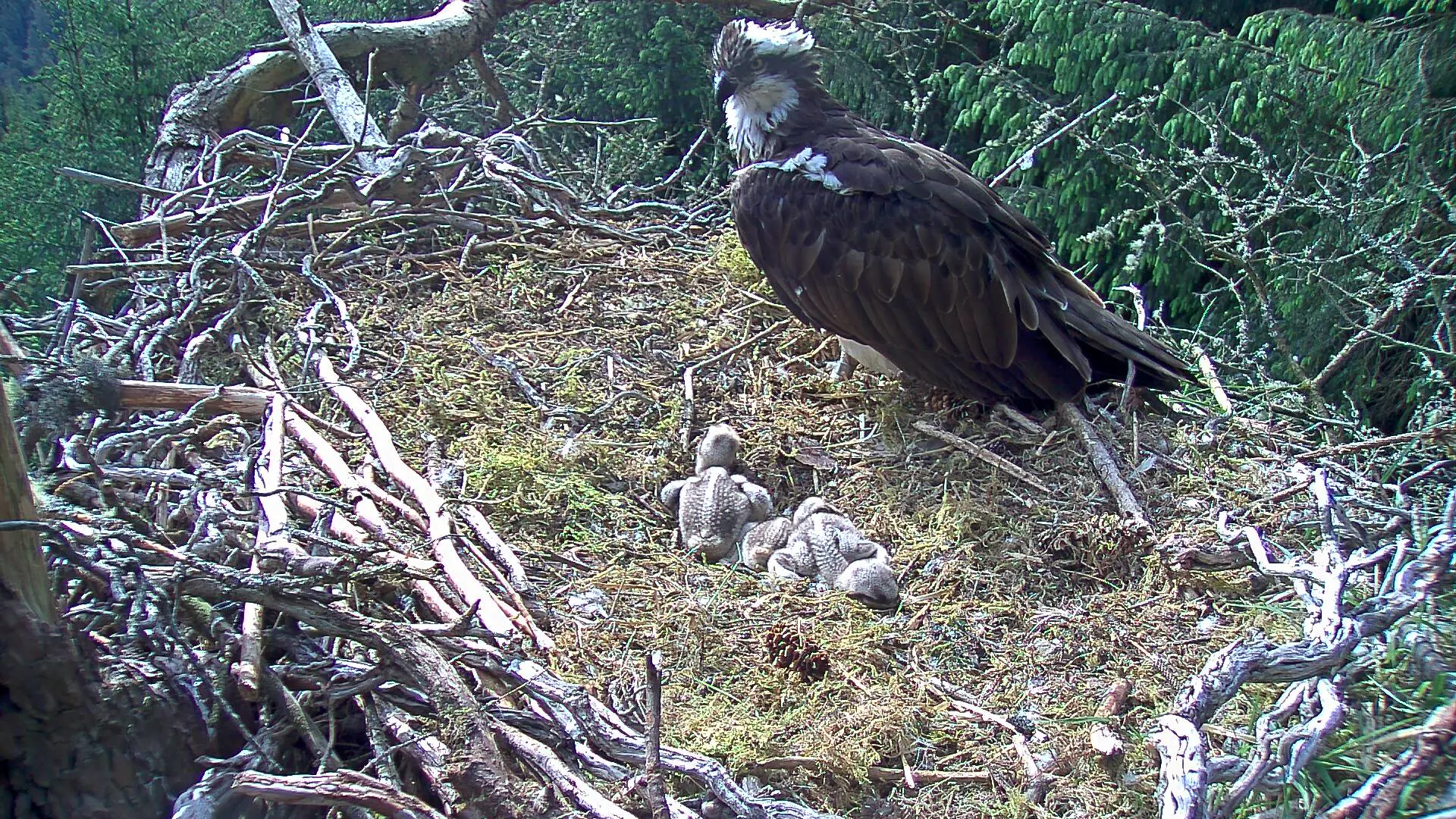 Osprey nest