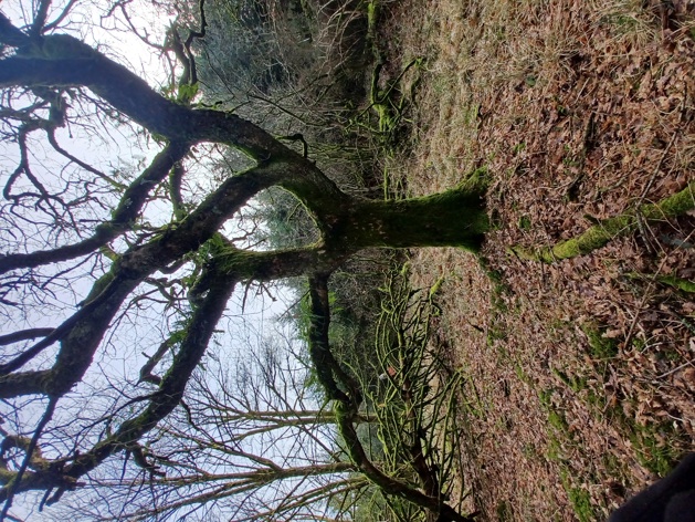 An old beech tree in autumn