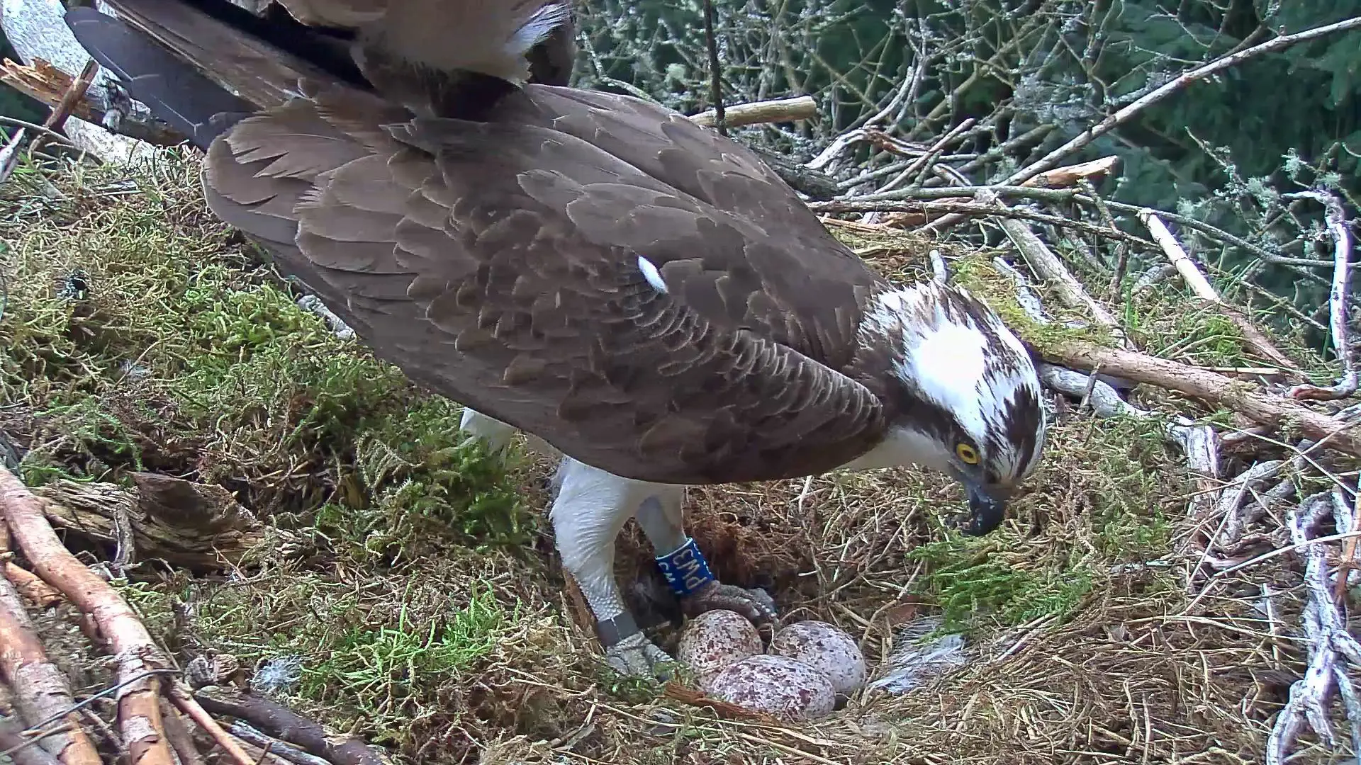 Male osprey settling on nest