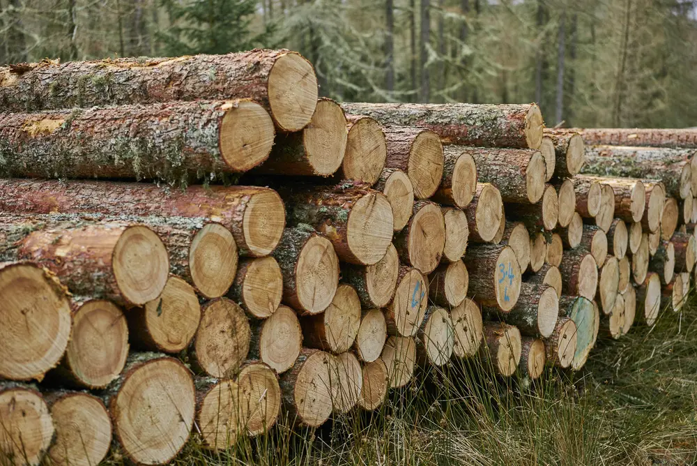 Pile of felled trees stacked by side of forest road