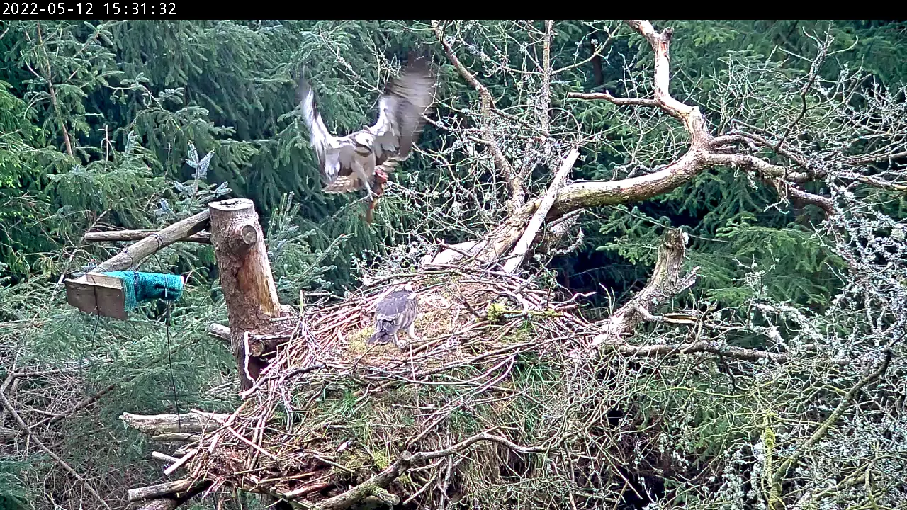 Osprey landing on nest with fish in talons