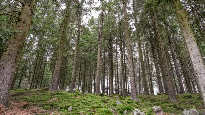 Conifer trees on a hill