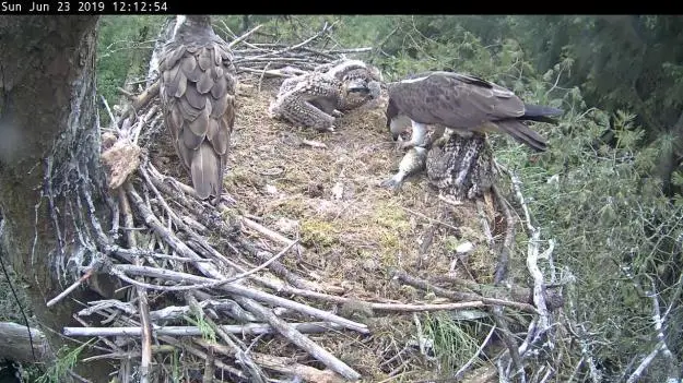 Osprey family feeding on a fish