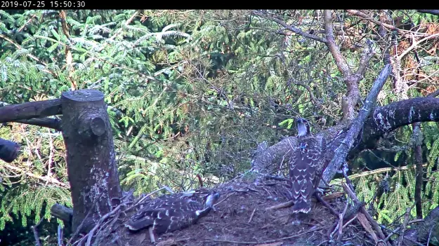 Two ospreys in a nest