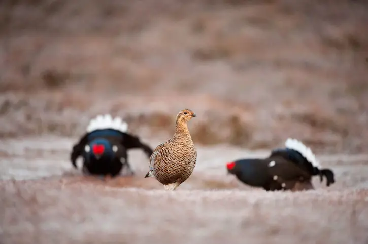 Black grouse lekking