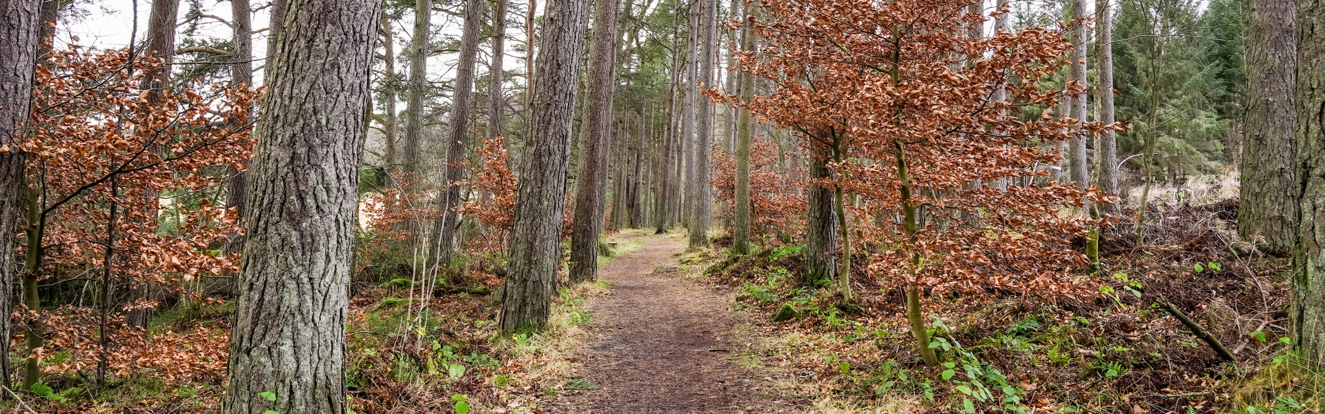 Drooping conifer branch