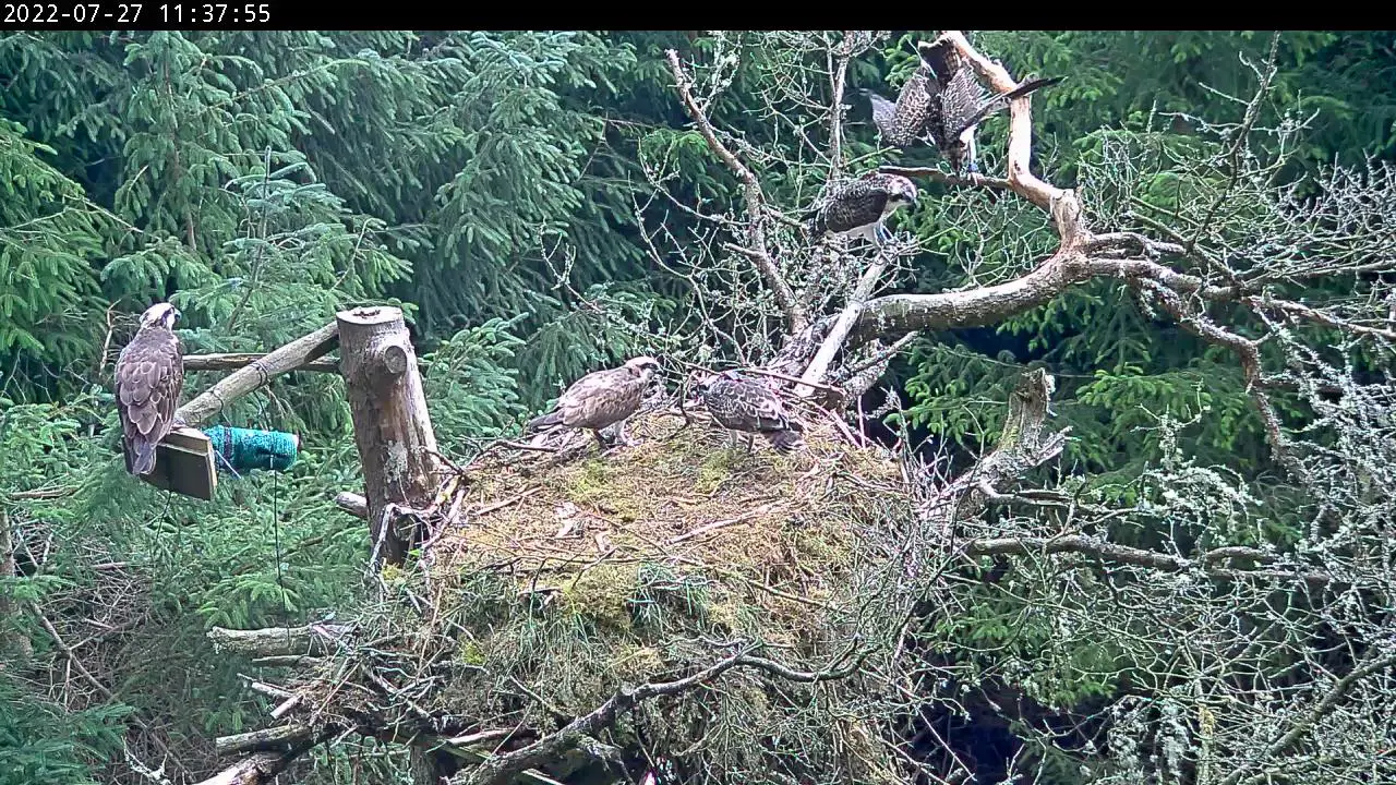 Ospreys in a nest