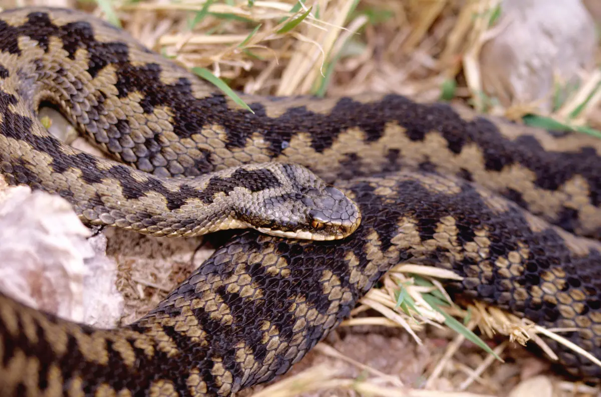 Adder