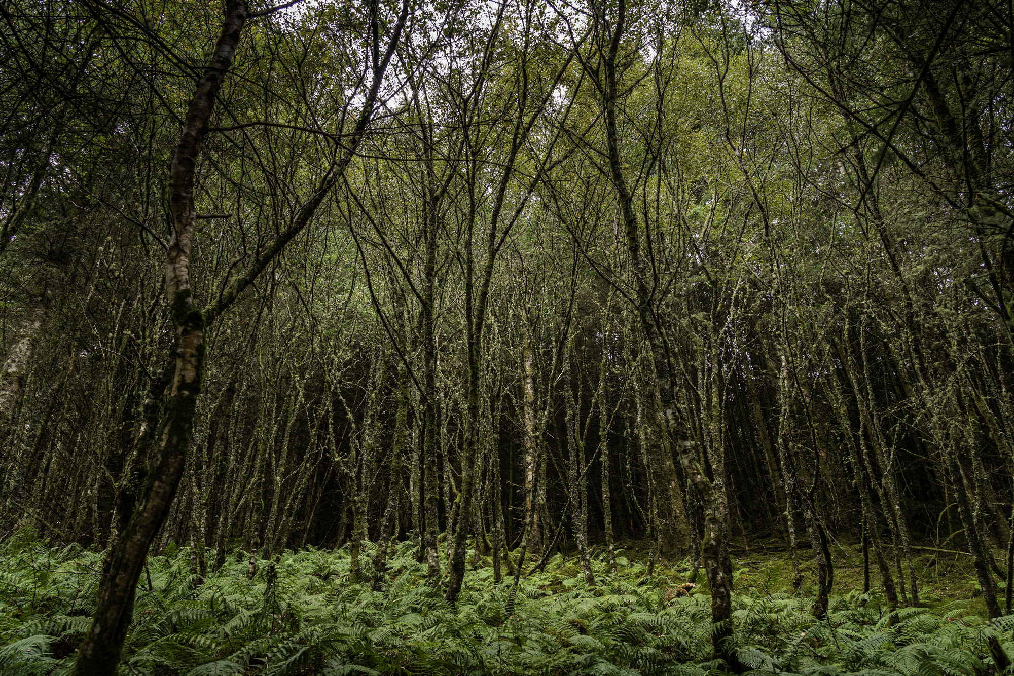 A dark broadleaf forest in autumn