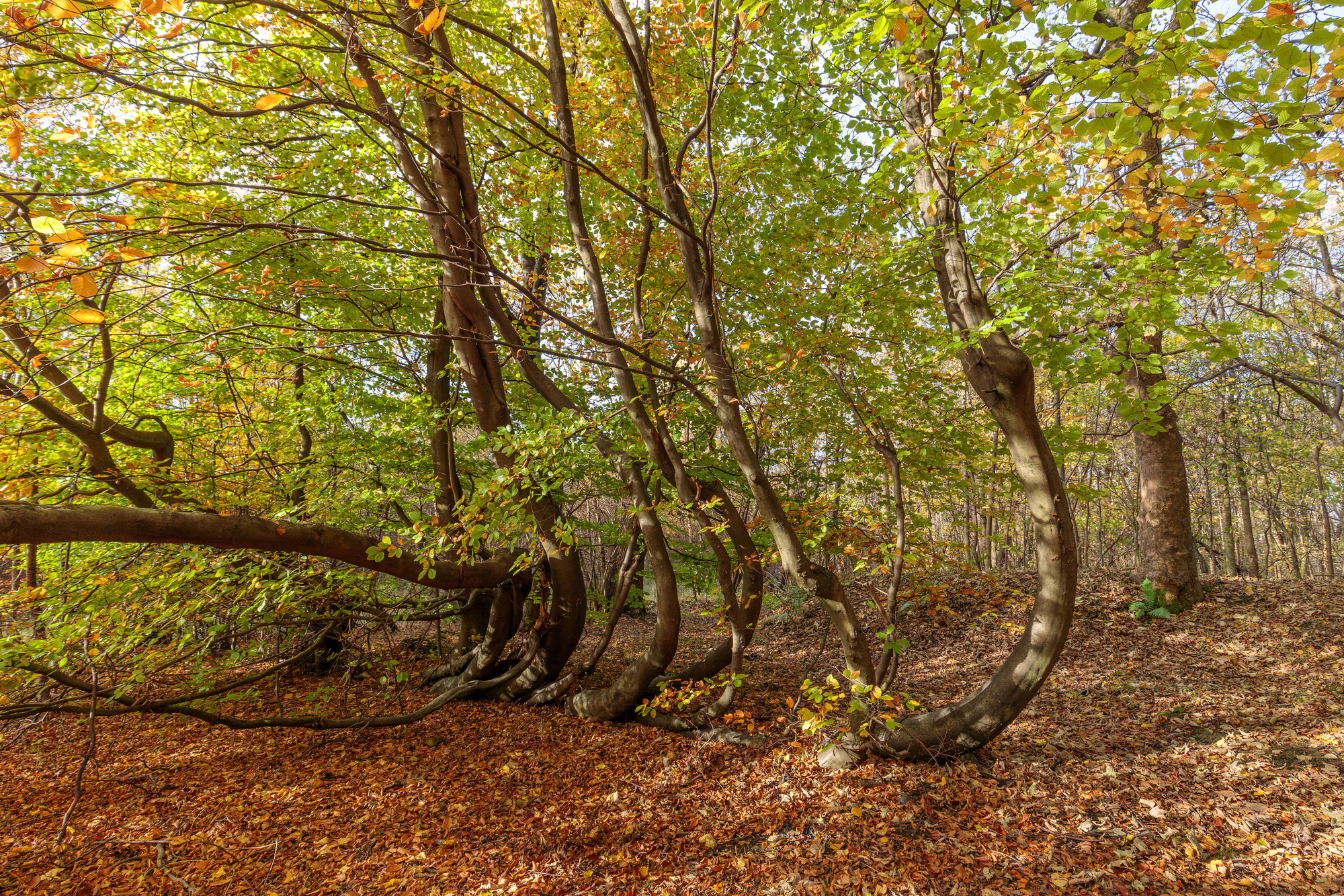 Multi-stemmed beech at Auchenshuggle.
