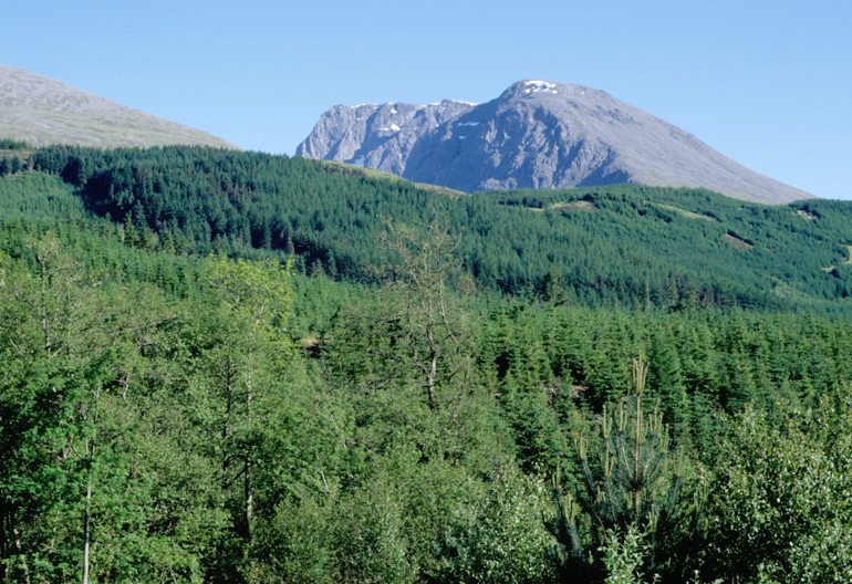 View across conifer forest towards Ben Nevis
