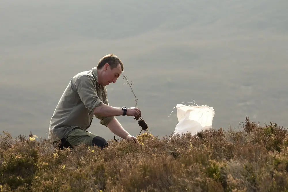 Man planting a tree in sunshine