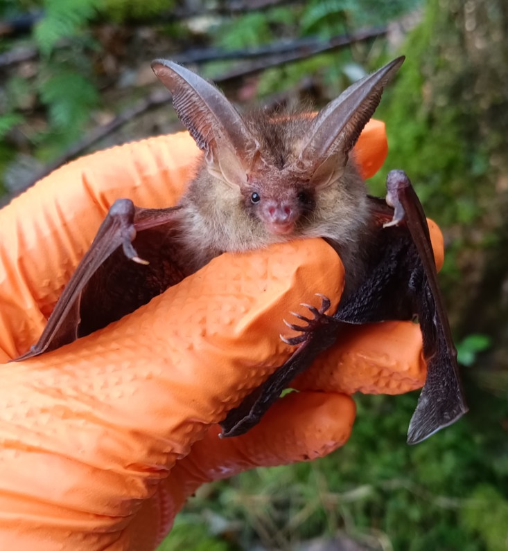 A bat being held by a person wearing orange gloves