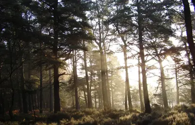 Backlit trees with sun beams going through.