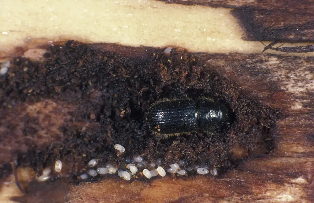 a beetle on a tree with larvae