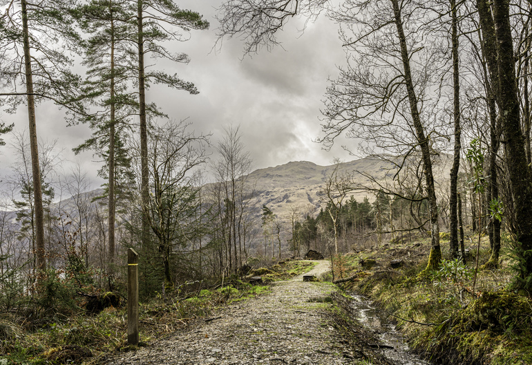 A walking path in a felled forest with hills in the background