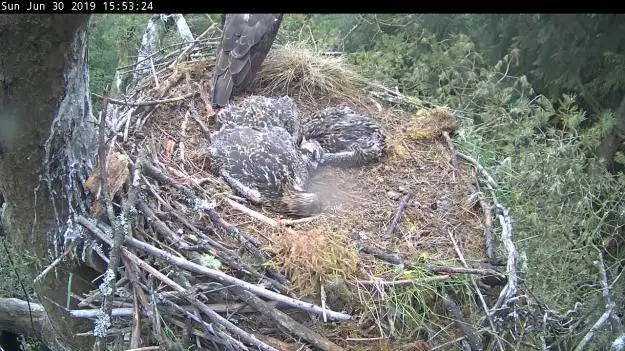 Sleeping ospreys