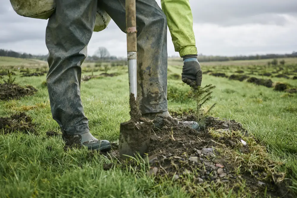 Image of saplings being planted