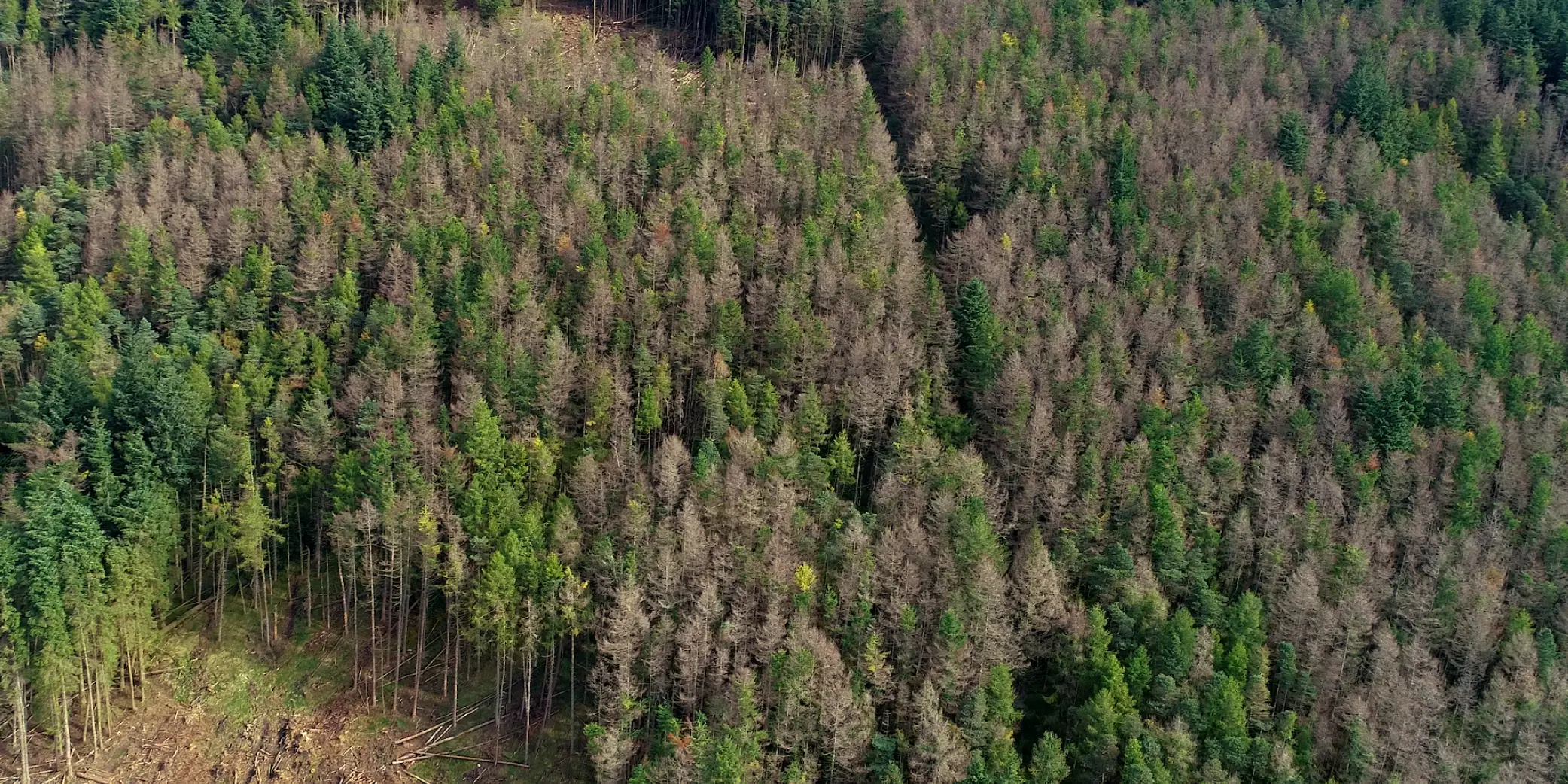 aerial view of infected trees