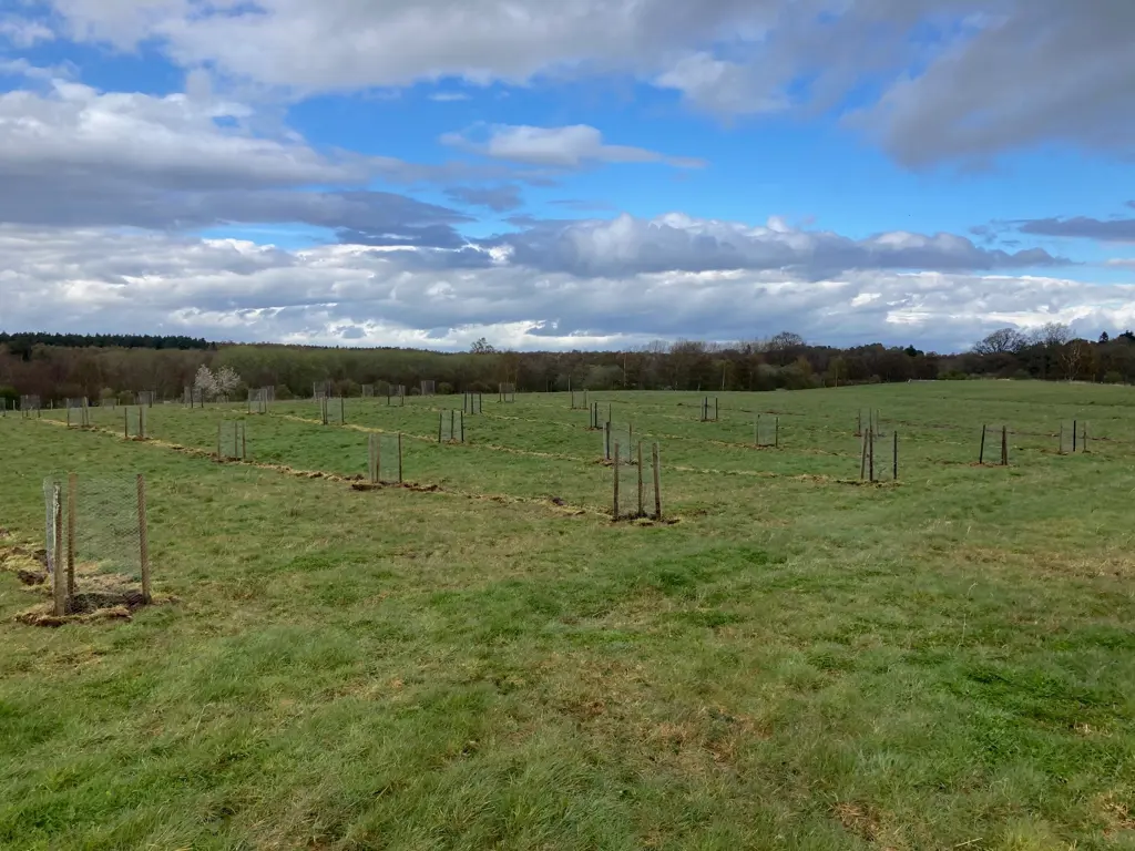 A field of wild apples.