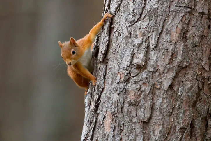 Red squirrel on a tree trunk