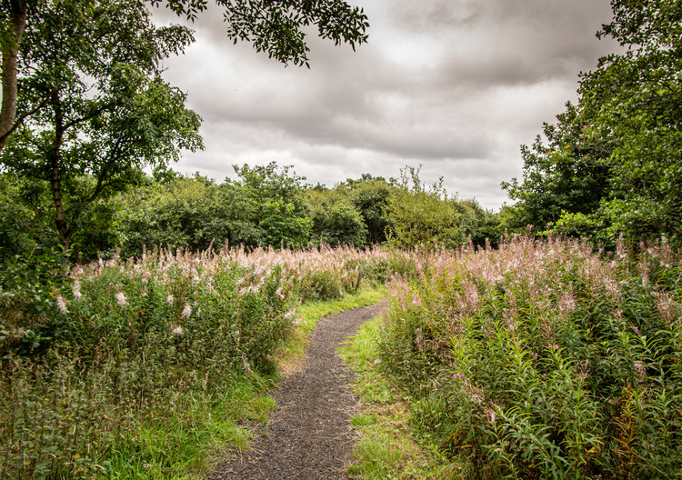 A gravel path through wildflowers and mixed forest