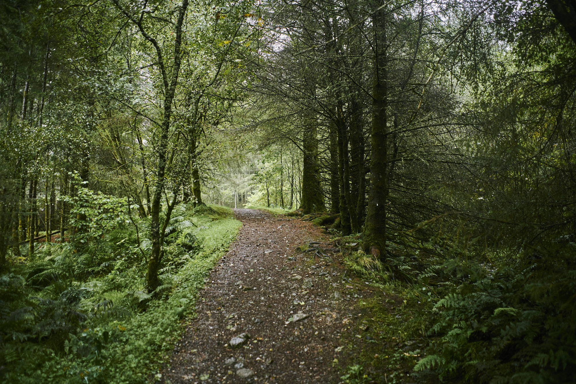  Woodland trail with tree and ferns, Glen Righ, near Fort William