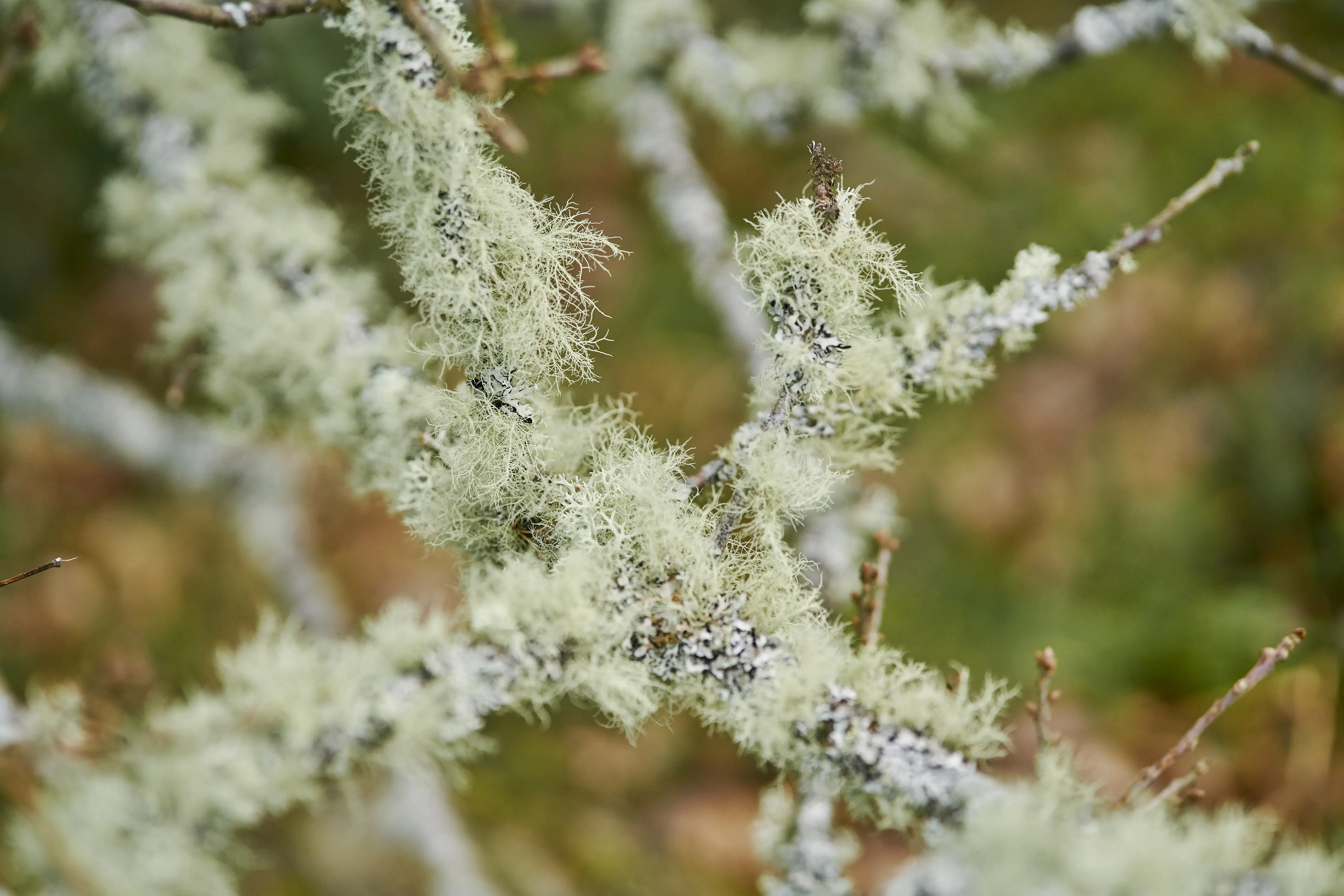 Old mans beard lichen on tree branches