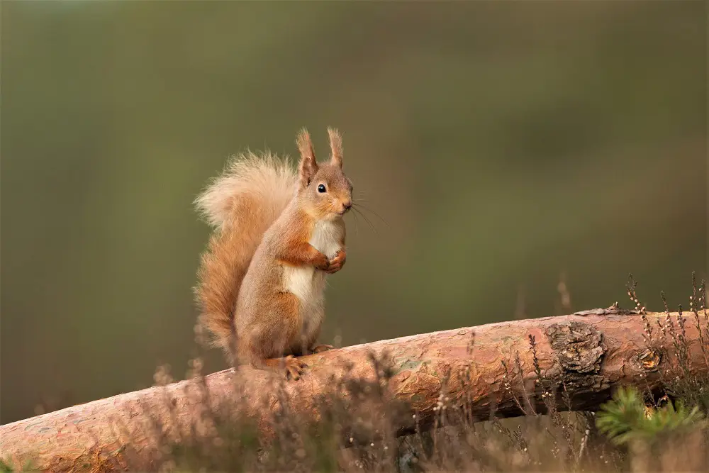 Red squirrel on a tree branch