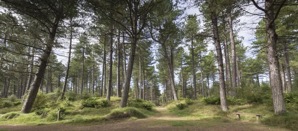 A sandy bike path through a conifer forest