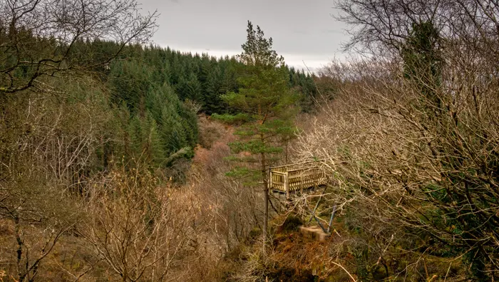 Viewing platform in a forest.