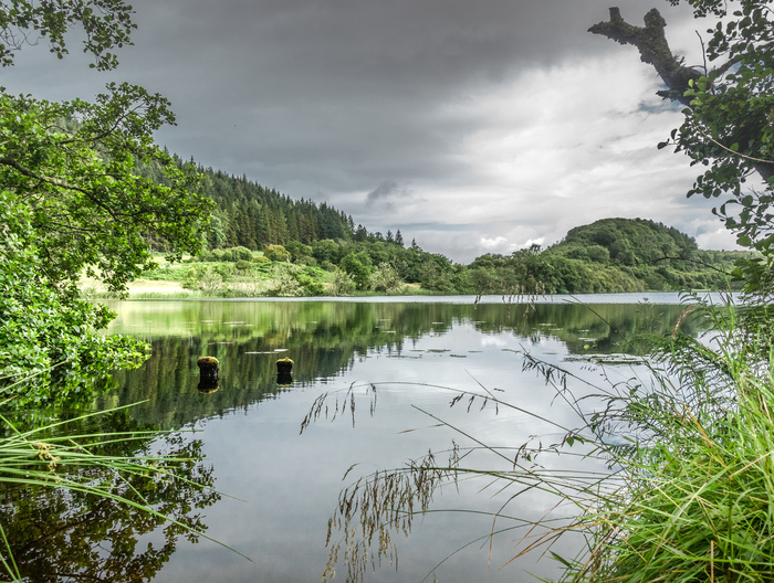 A calm loch surrounded by trees