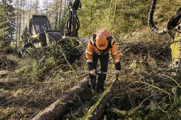 A person in safety gear in a harvesting site measuring a tree with a harvester in the background