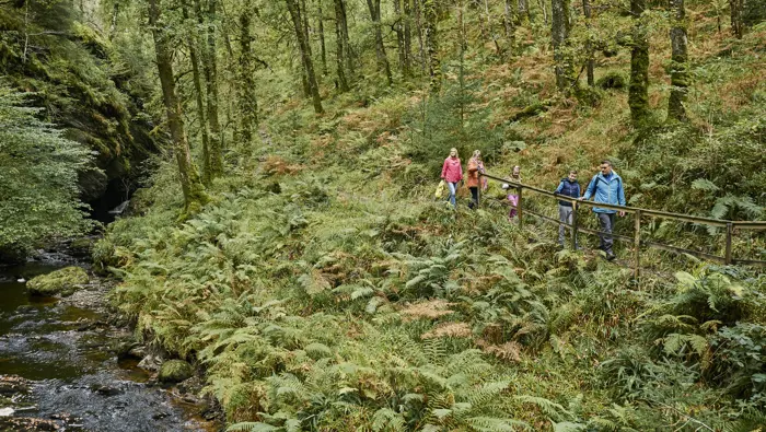  Mixed generation group of man, woman, mature woman, young boy and girl walk on woodland path beside burn, surrounded by trees and ferns, Glenbranter Forest, near Cairndow