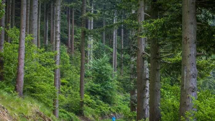 Person and a dog walking along a forest path.