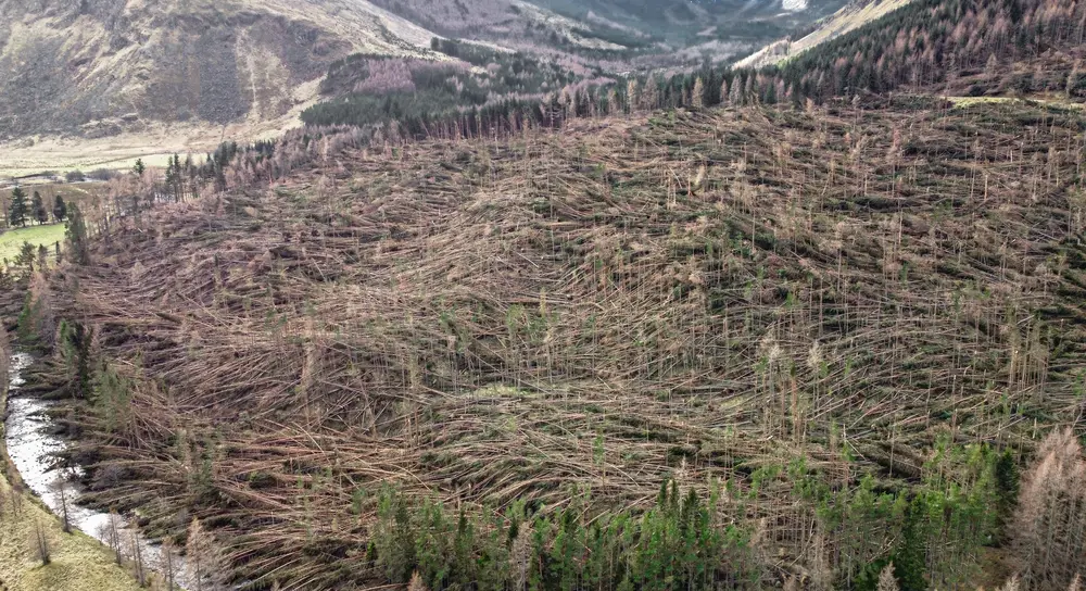 Storm damage in forest