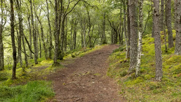 Path through a woodland.