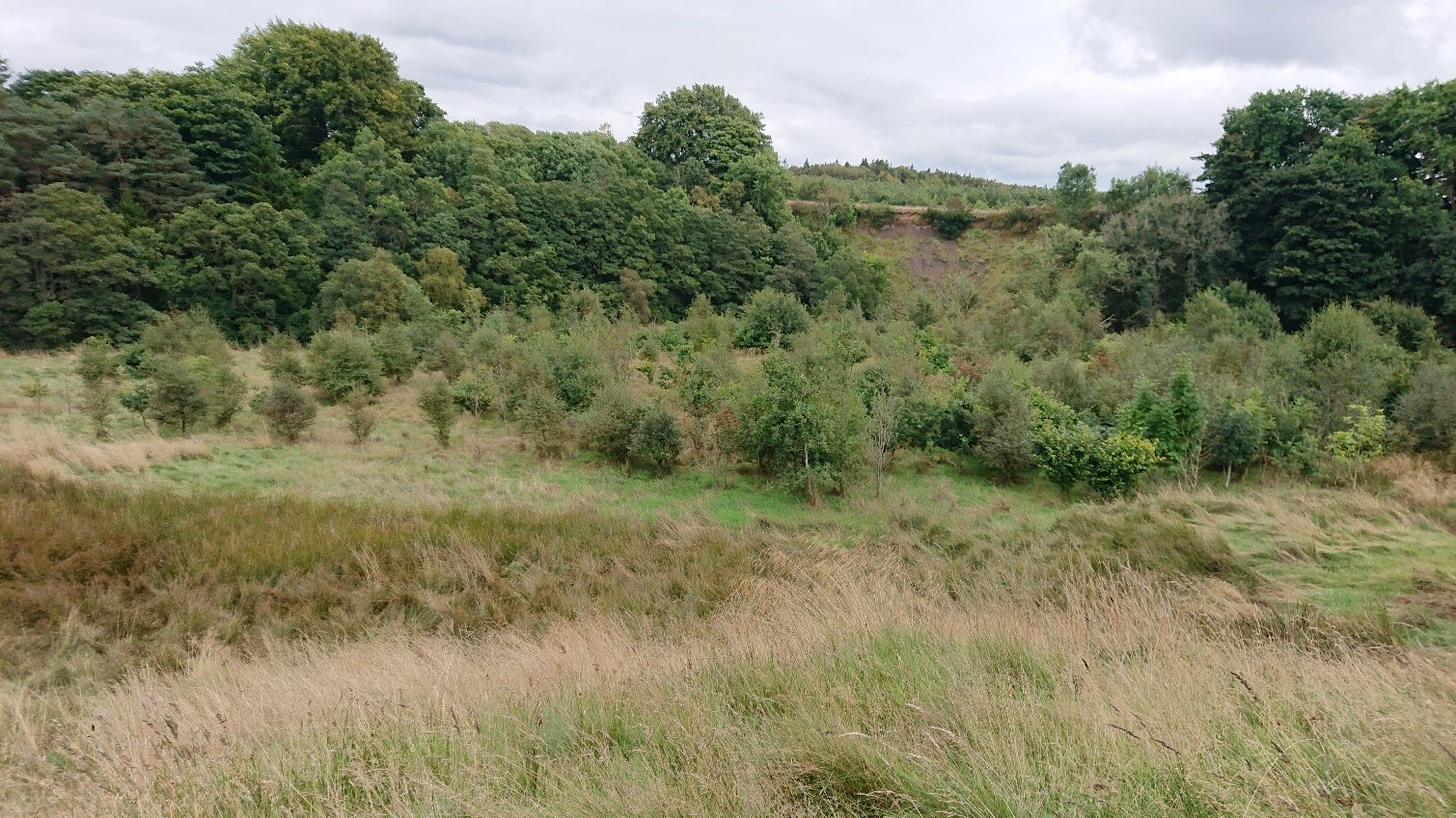 A meadow with mixed broadleaf trees behind