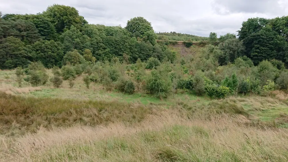 A meadow with mixed broadleaf trees behind